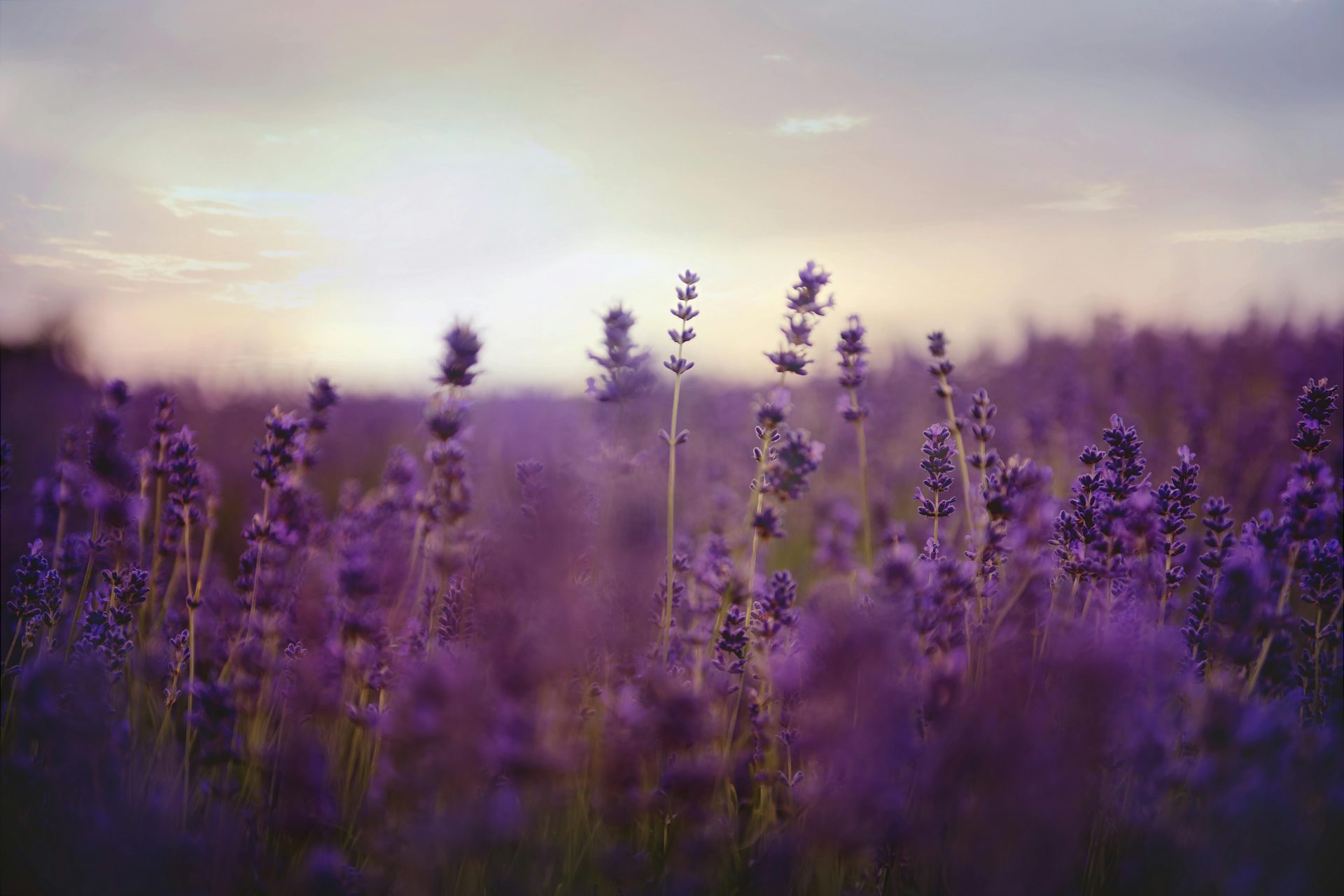 Stunning purple lavender field at twilight, capturing nature's beauty and tranquility.